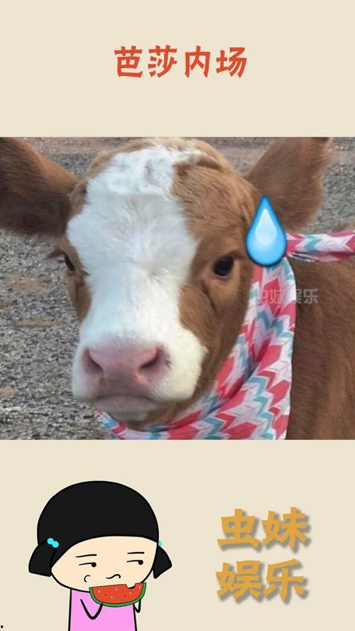 娱乐吃瓜酱讲外婆养大的羊羊